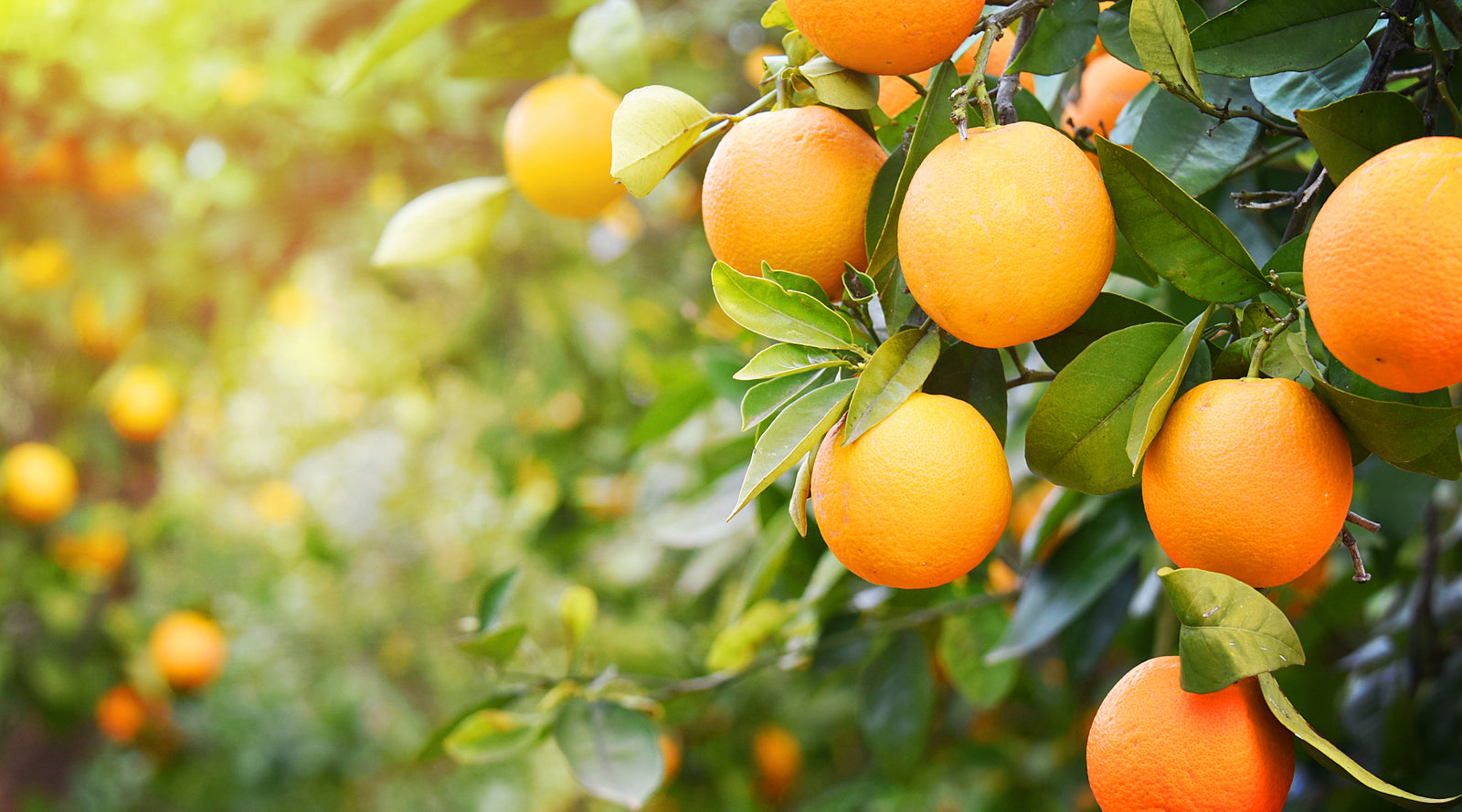 Vitamin C