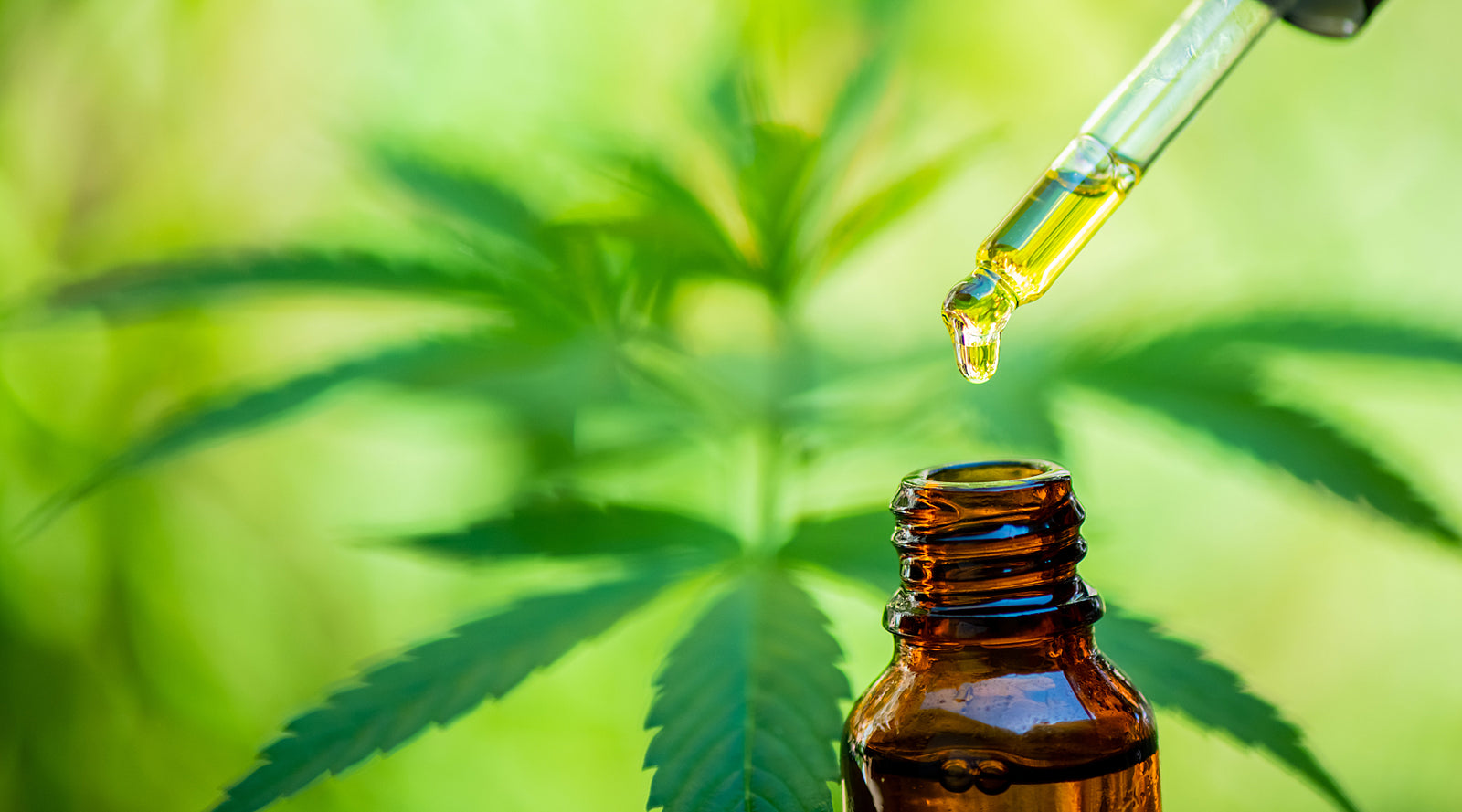 CBD Oil