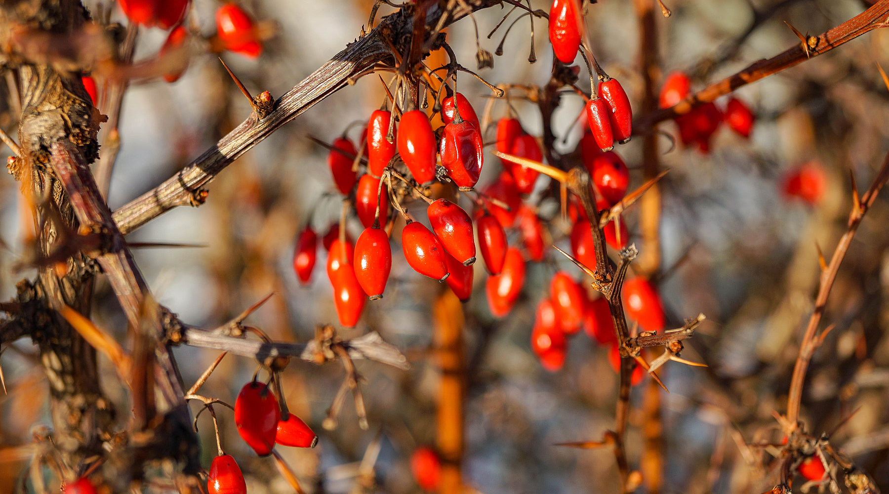 The Exciting Health Benefits of Berberine