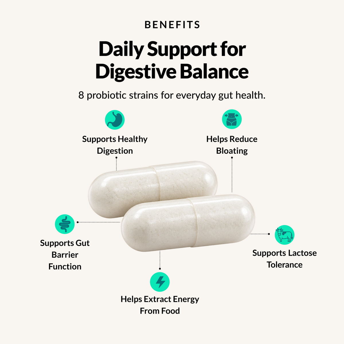 Daily Probiotic Support - Benefits